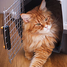 cat coming out of pet carrier